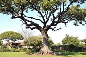 Arbre imposant aux branches étendues sur pelouse verdoyante