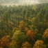 Vue aérienne d'une forêt française gérée en automne